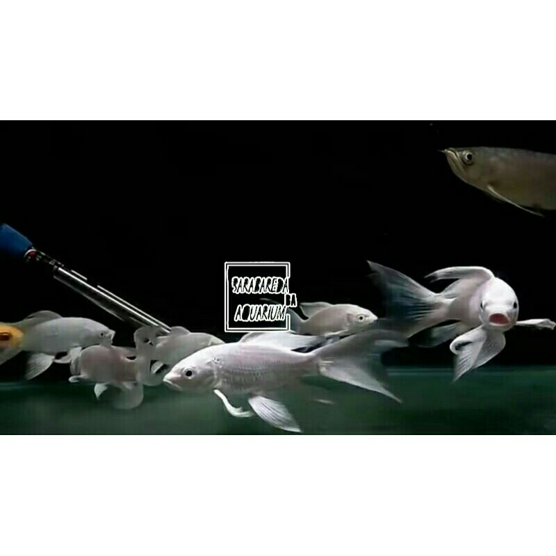 ikan koi platinum slayerr