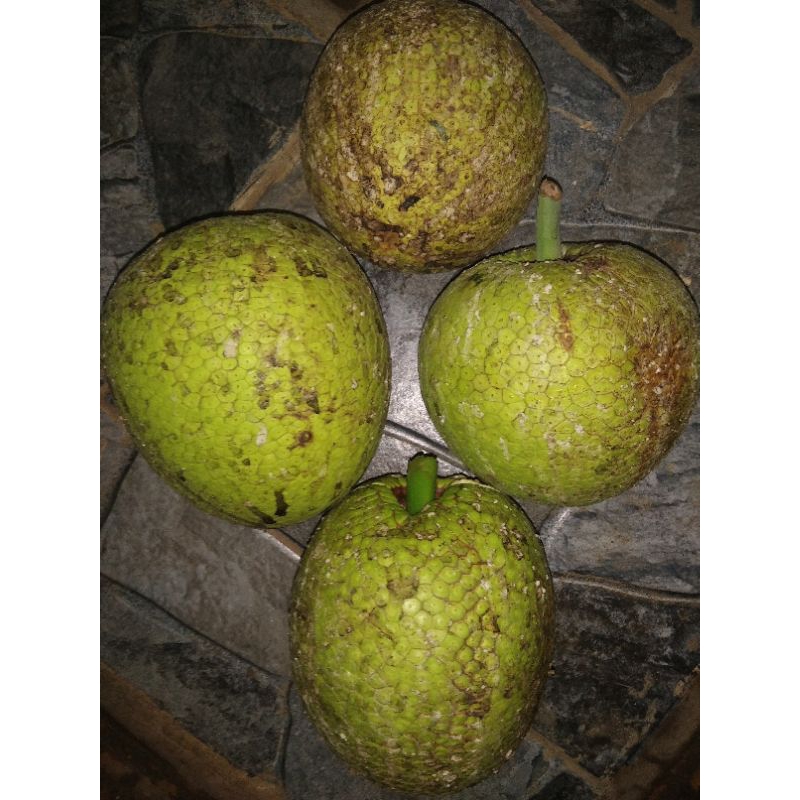 SUKUN GUNDUL SUPER SIAP GORENG 1kg