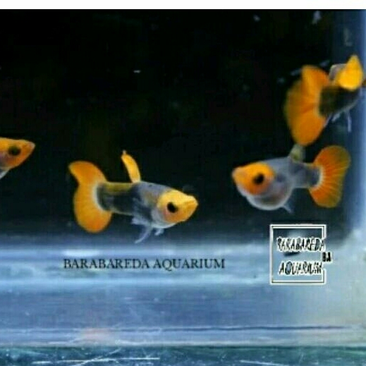 ikan guppy tukedo koi