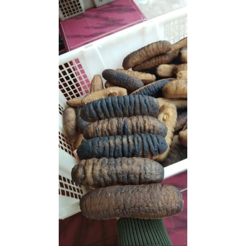 

tripang gosok