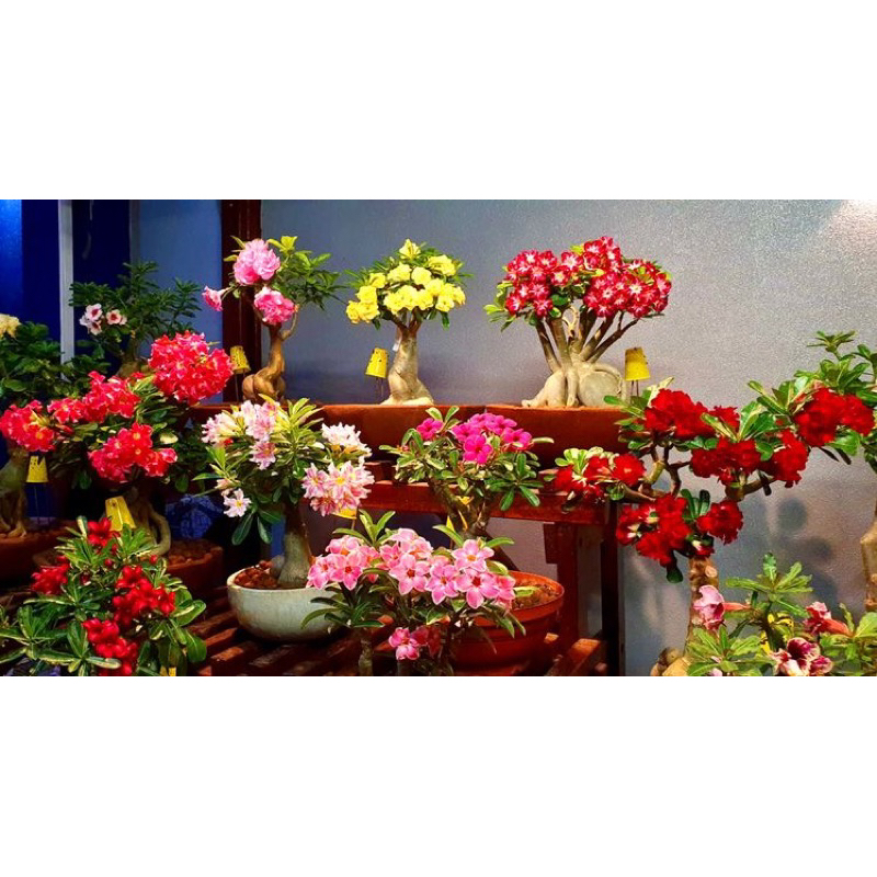 (BUNGA HIDUP) PAKET TANAMAN ADENIUM 9KAMBOJA  Adenium TUMOUK BONGGOL BESAR( Tanaman hias hidup indoo