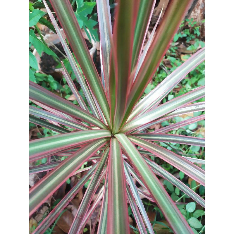 tanaman hias dracaena daun pink/tricolour