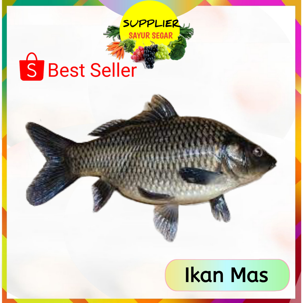 

Ikan Mas Segar Palembang