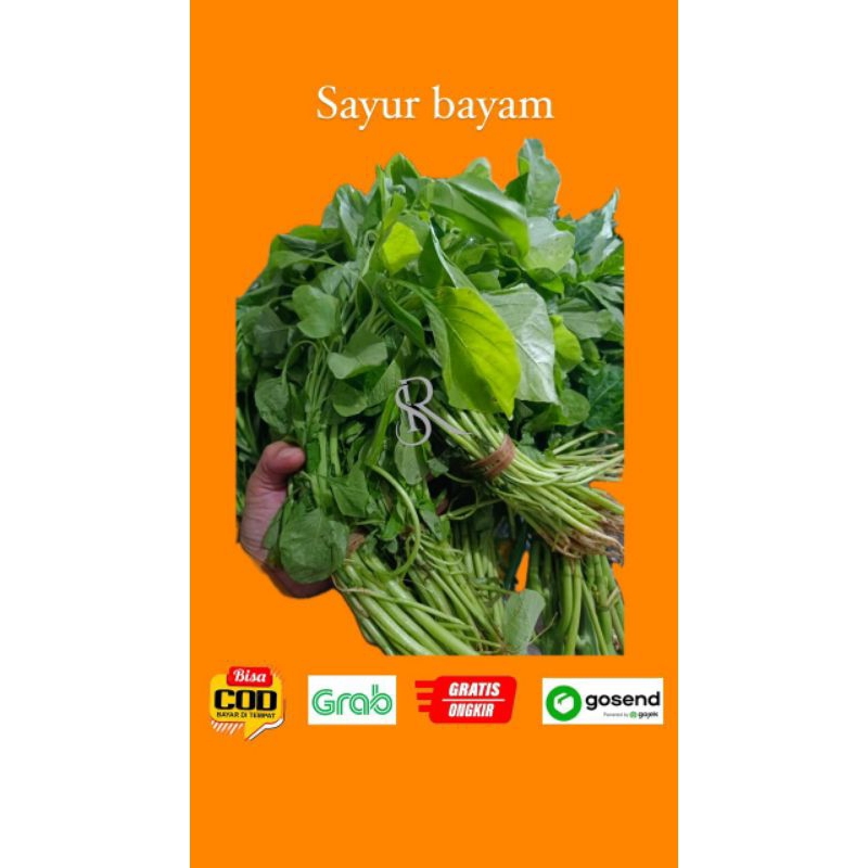 

bayam 1ikat