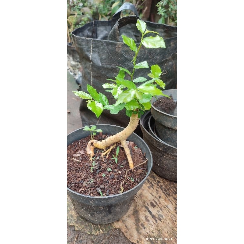 bahan bonsai serut unik