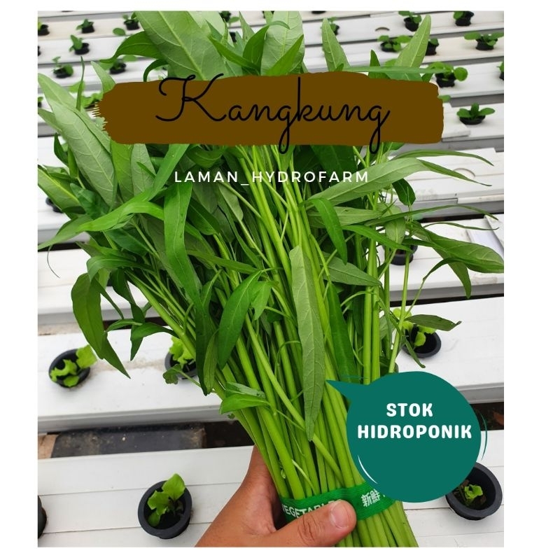 

Kangkung Segar Hidroponik Dan Benih Kangkung Bika