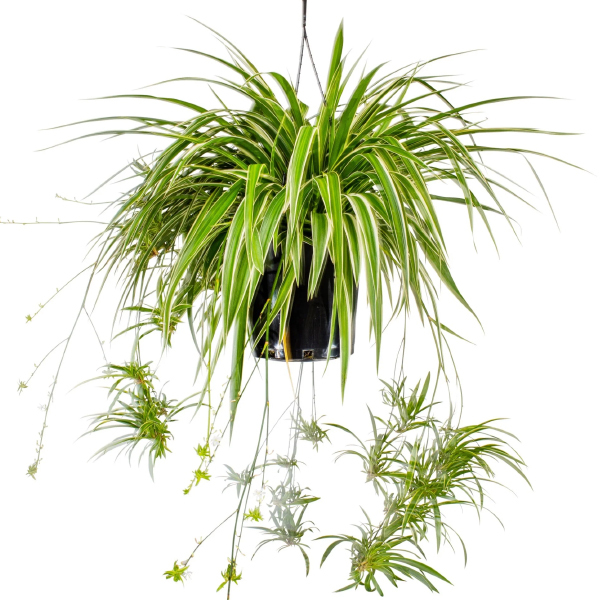 Spider Plant