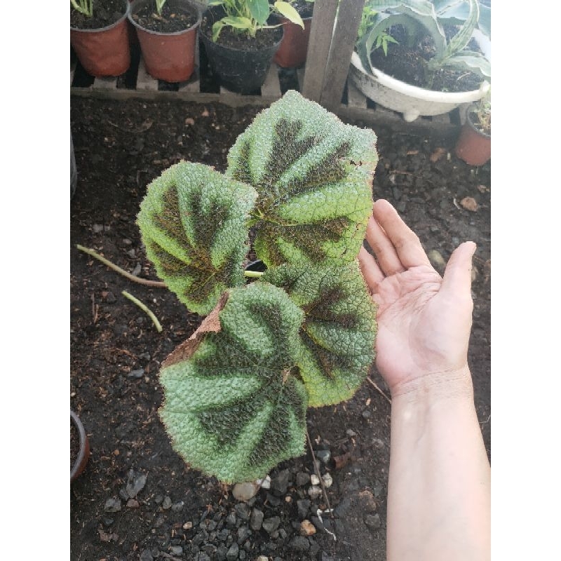 begonia iron cross