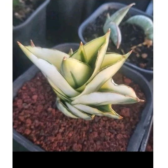 sansevieria andaman varigata