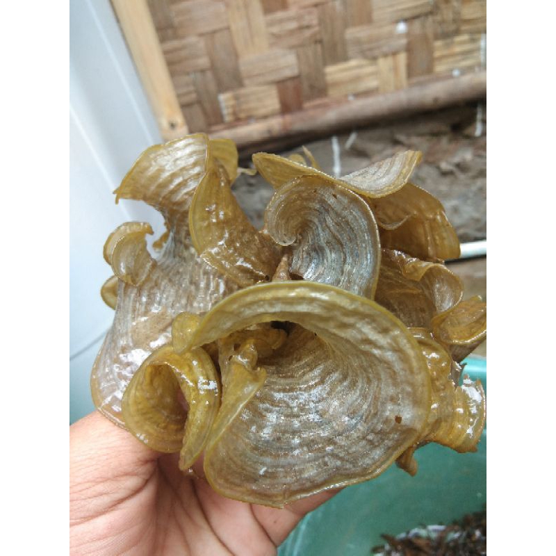 

Rumput Laut Padina | 1 Kg Basah
