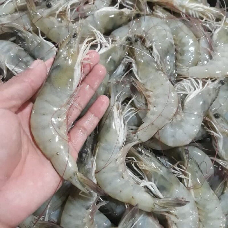 

udang super jumbo segar ukuran besar udang peci ukuran jumbo udang vaname besar udang fresh segar bandung