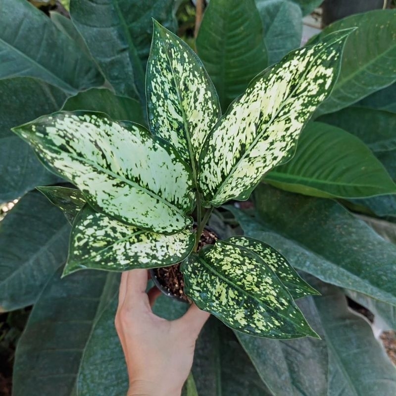 Aglonema Snow White Tanaman Hias Bunga Aglaonema Murah BUKAN bonggol bibit - tanaman hias hidup - bu