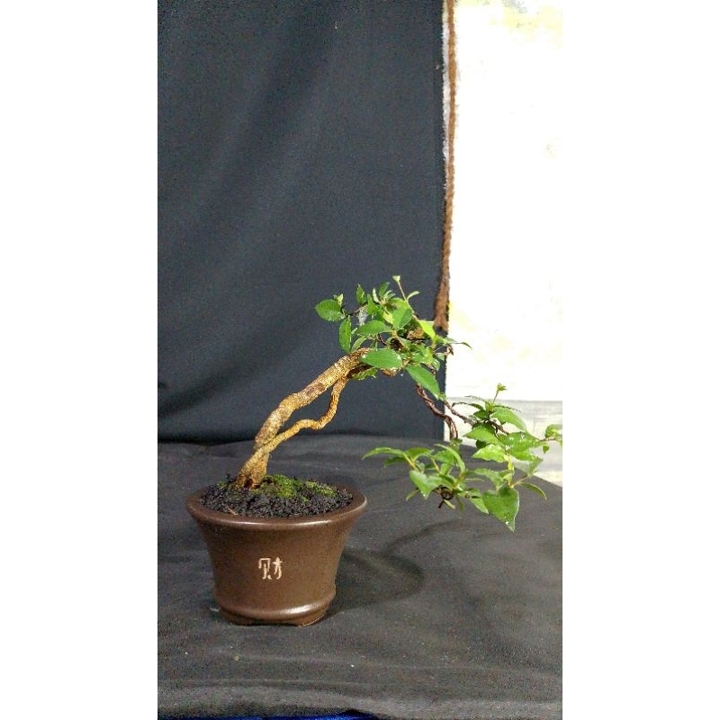 BONSAI SAKURA MICRO POT KERAMIK SIAP PAJANG
