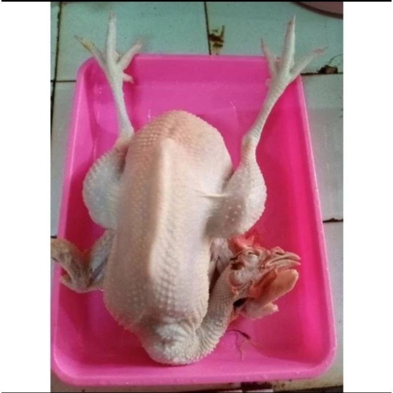 

Ayam soto/ayam petelur 1ekor utuh