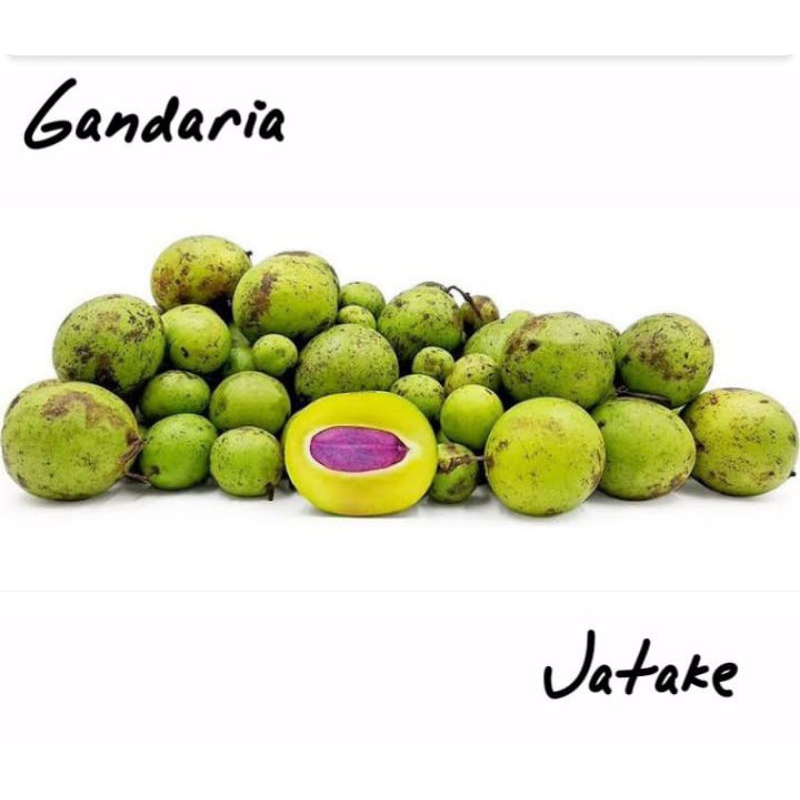 

Buah gandaria 125 gram buah jatake buah ngidam buah musiman buah pangka