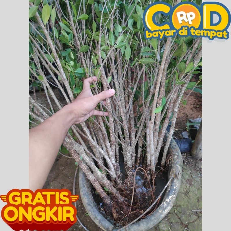 Shopritz Paket Bahan Bonsai Gabungan Beringin Kimeng Isi 30Phn