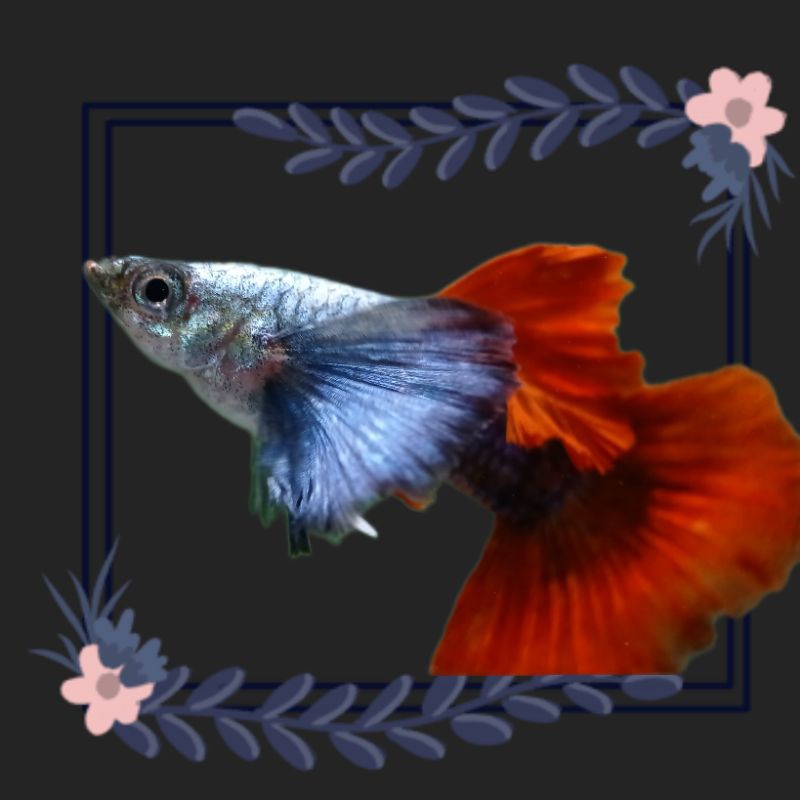 guppy prt dumbo ear