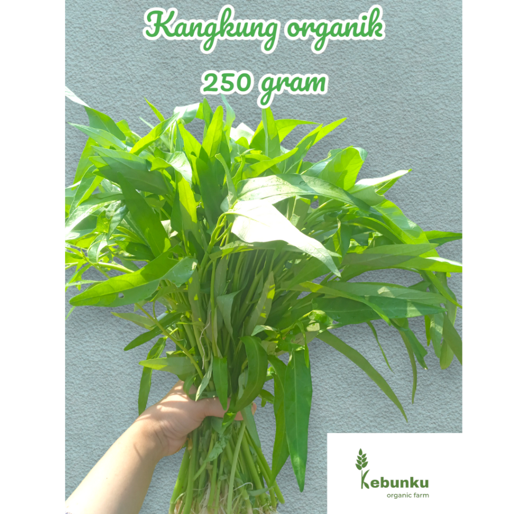 

KANGKUNG ORGANIK - 250 GRAM [PETIK DAN LANGSUNG KIRIM]