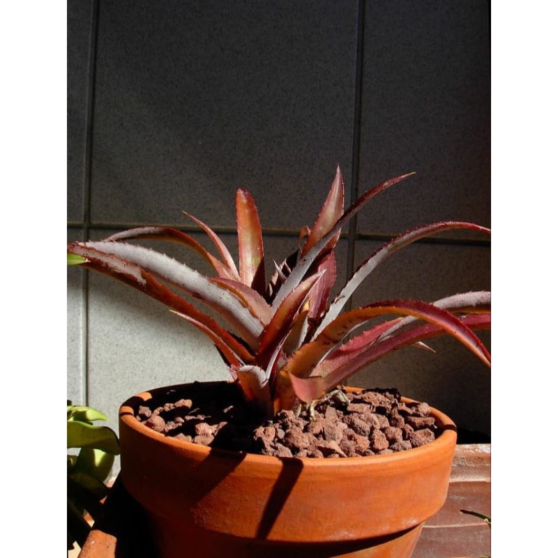 Tanaman hias nanas nanasan / nanas merah hias