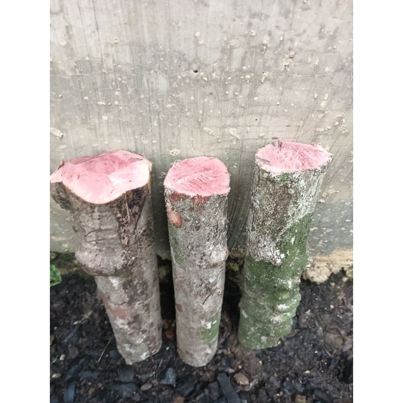 Kayu klanting bertuah kalimantan 25cm