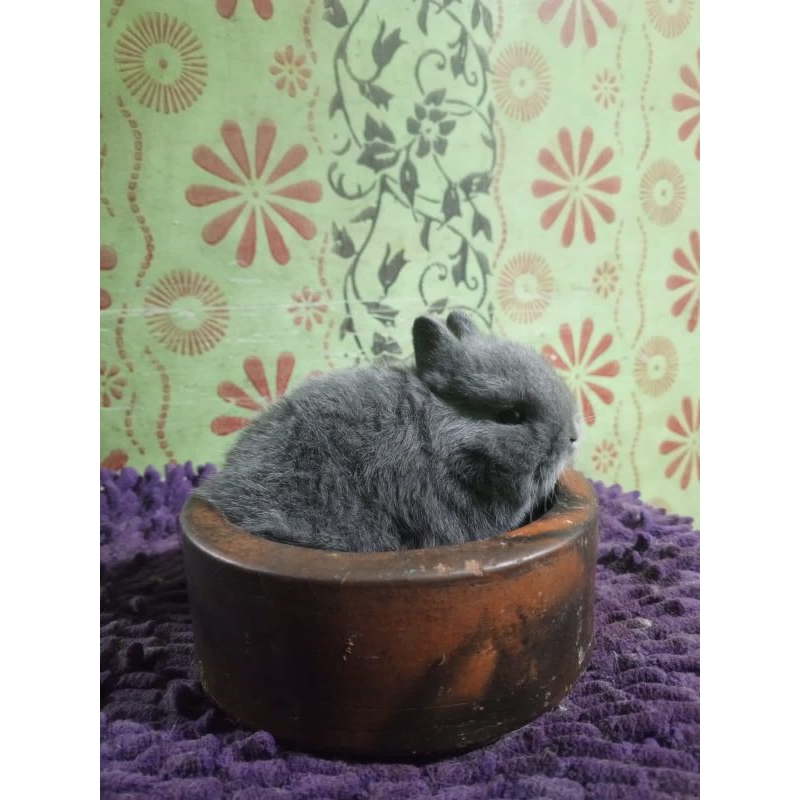 kelinci mini Netherland dwarf