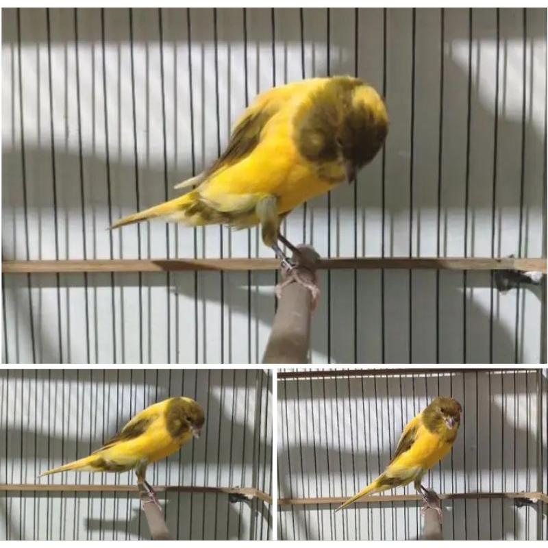 paud f1ys jaminan jantan