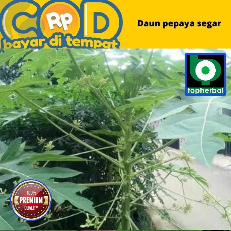 

Daun Pepaya Fresh/Segar Organik 500 Gram