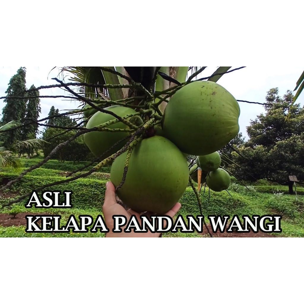 Kelapa Pandan Wangi