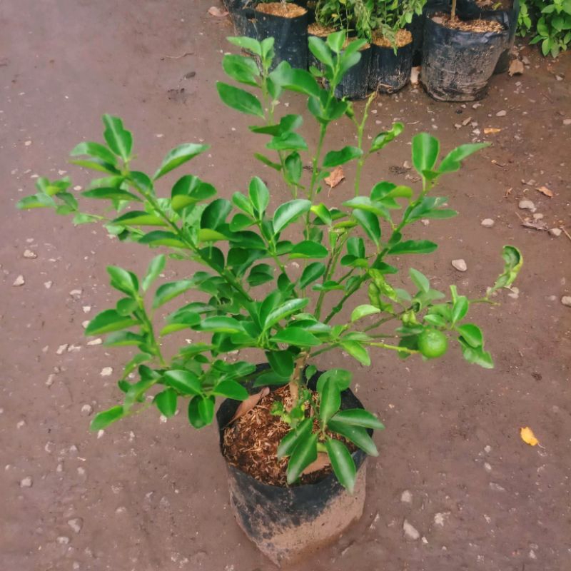 Bibit Unggul Pohon Jeruk Limau (SUDAH BERBUAH)