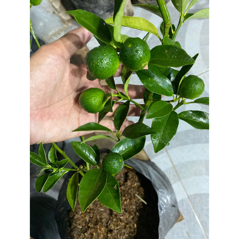 

JERUK KIMKIT SUDAH BERBUAH