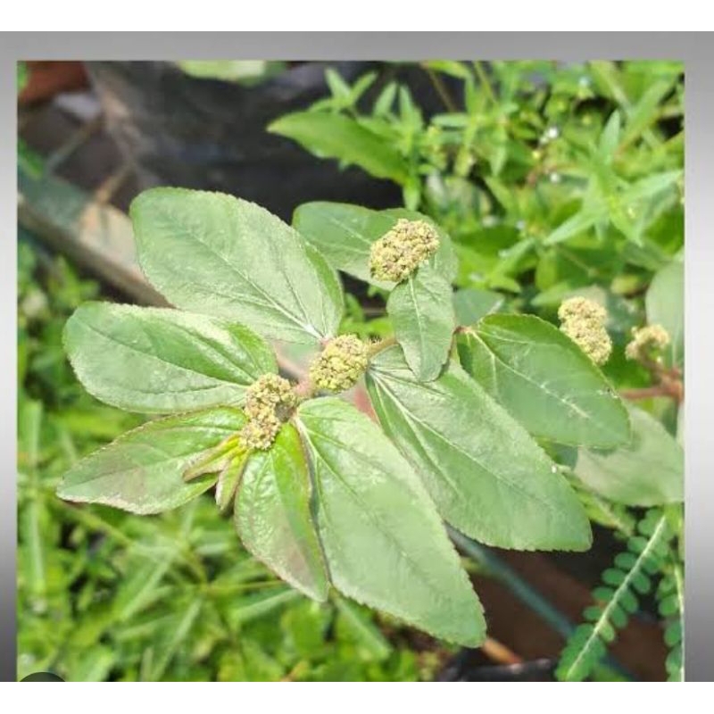 

Daun patikan kebo asli berat 100g untuk obat herbal