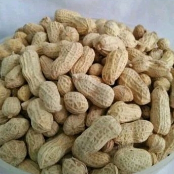 

kacang kulit oven gurih asin 1 kg