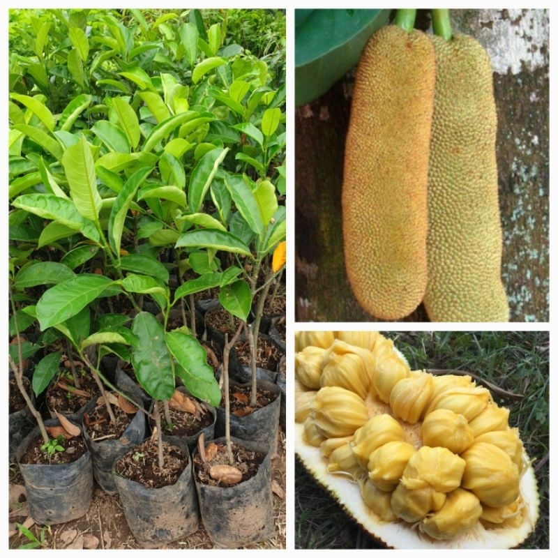 bibit cempedak