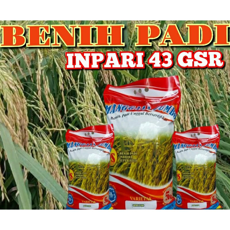 BENIH PADI INPARI 43 GSR KEMASAN 5KG LABEL UNGU