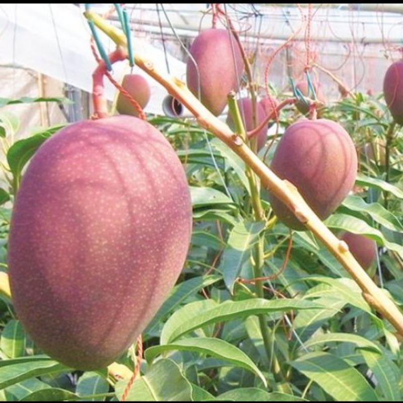 bibit mangga miyazaki