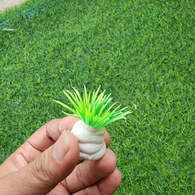Tanaman hias aquarium Rumput Mini Hijau