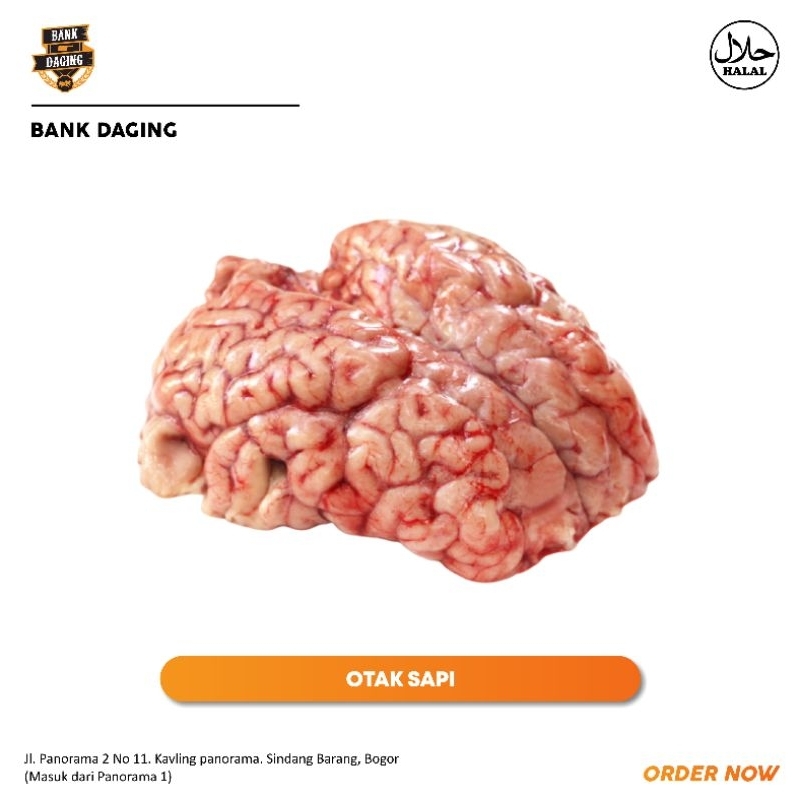 

OTAK SAPI
