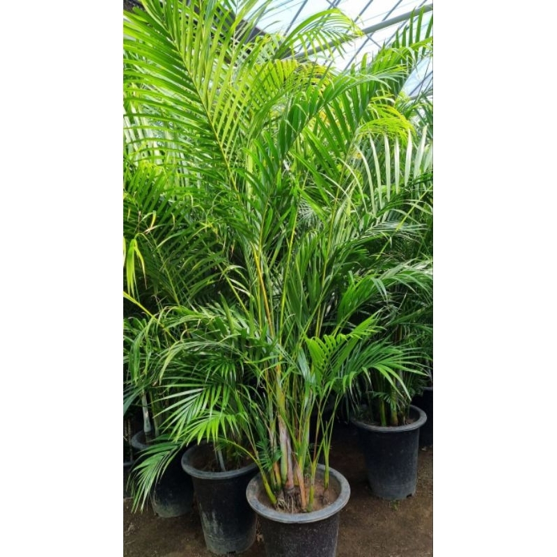 Tanaman hias hidup palem kuning - tanaman hias hidup palem murah