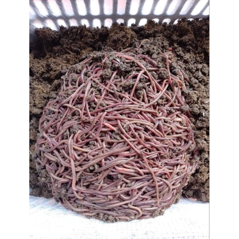 cacing tanah khusus chana/pakan predator