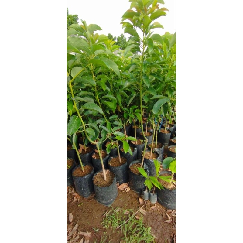 bibit alpukat Miki 1 meter