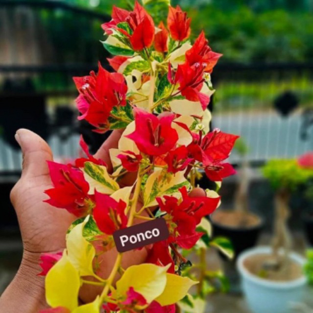 Bibit Bougenville RED BRIZA VARIEGATA bugenville import terbaru