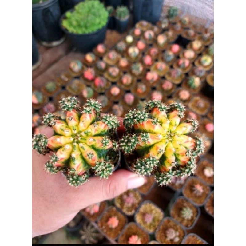 Kaktus Gymnocalycium Multicolour