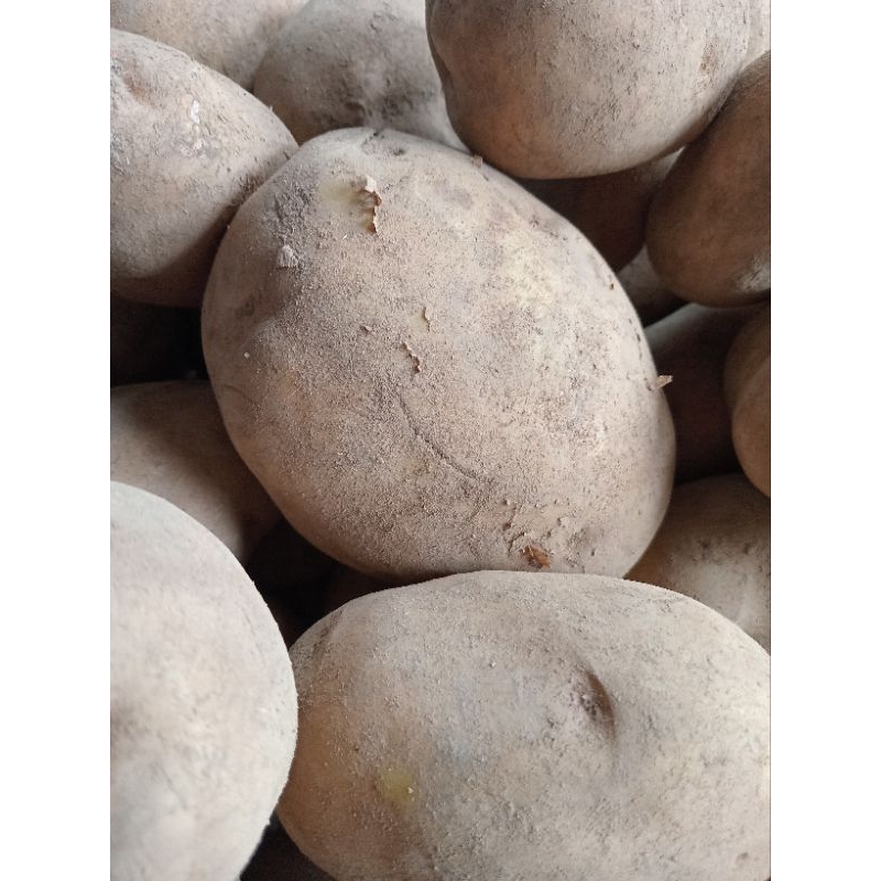 

Kentang Super Jumbo 1 kg