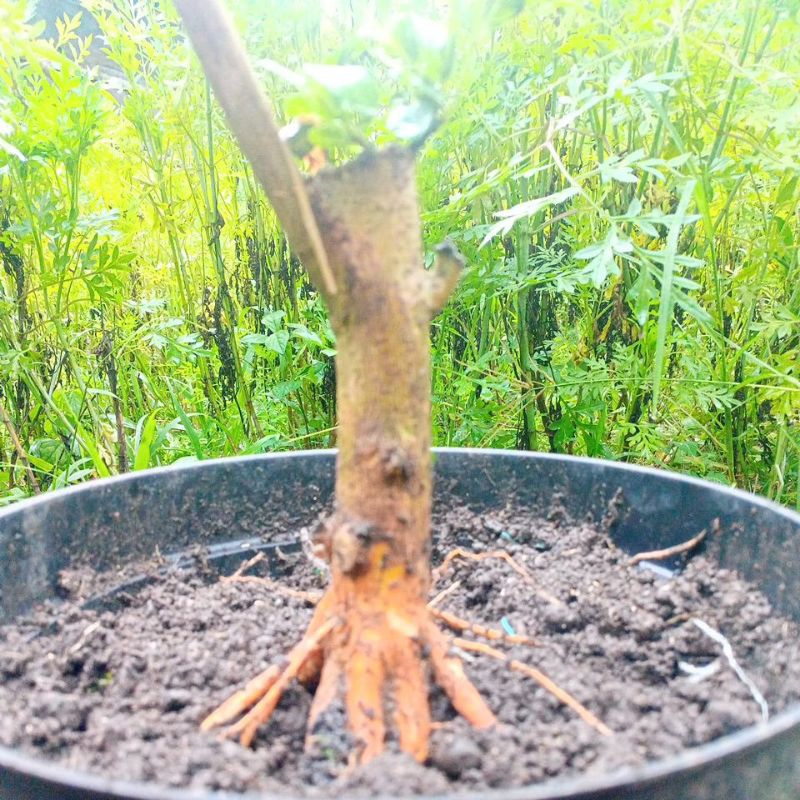 bahan bonsai Sancang dongkelan