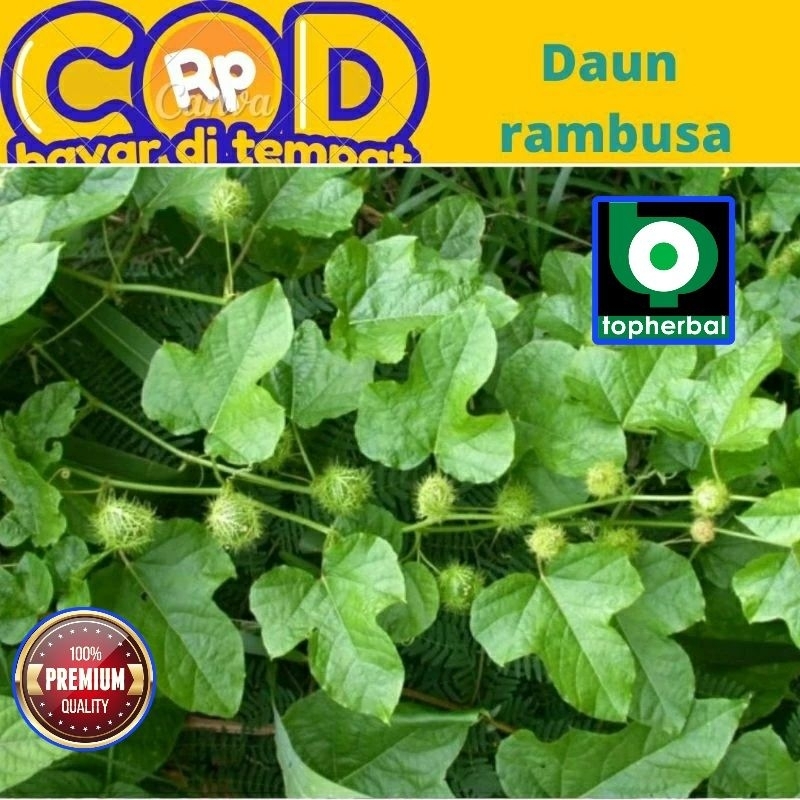 

Daun Rambusa Segar/Fresh 500 Gram