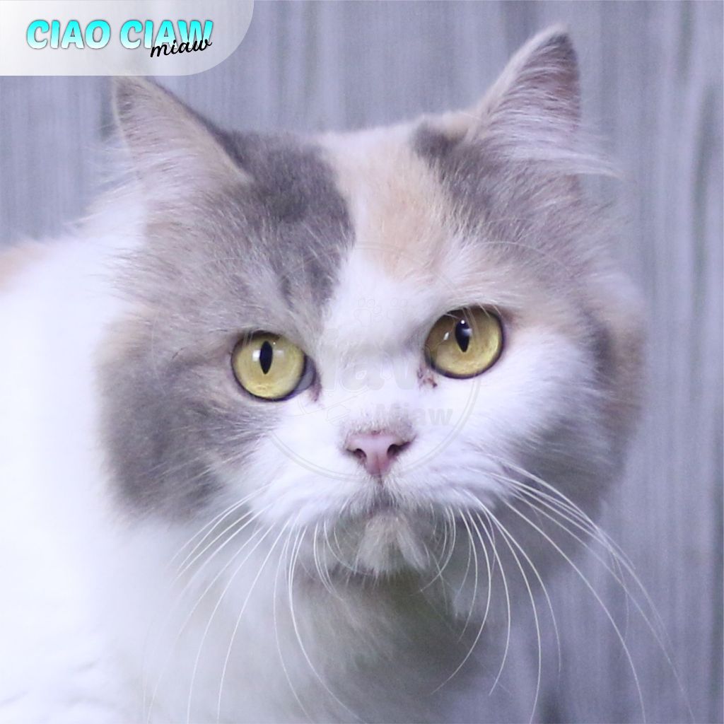 Kucing Persia Flatnose Calico Dillute Longhair Bulu Kapas Betina