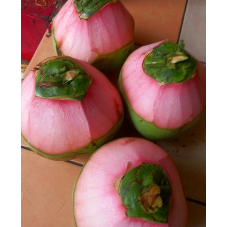 

VNNM6478 COD NEWPRODUCT KELAPA IJOKELAPA OBATsize sedang