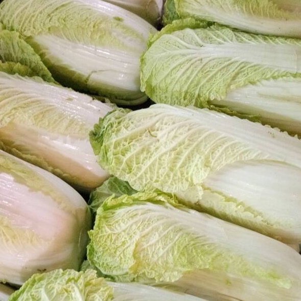 

PBQB4992 DiSkon Sawi Putih 5 gr