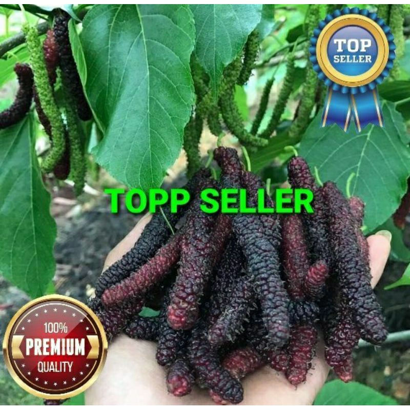 Cutting/Batang Long Murbey/Murbei Import Manis