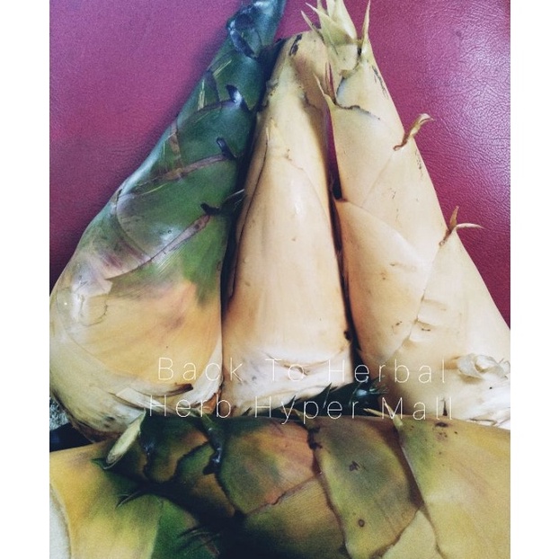 

Jangan Ketinggalan order REBUNG BAMBU KUNING AMPEL ORIGINAL 1KG BQB